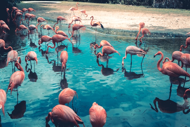 Flamingo-Ei-Abenteuer im Seattle Zoo